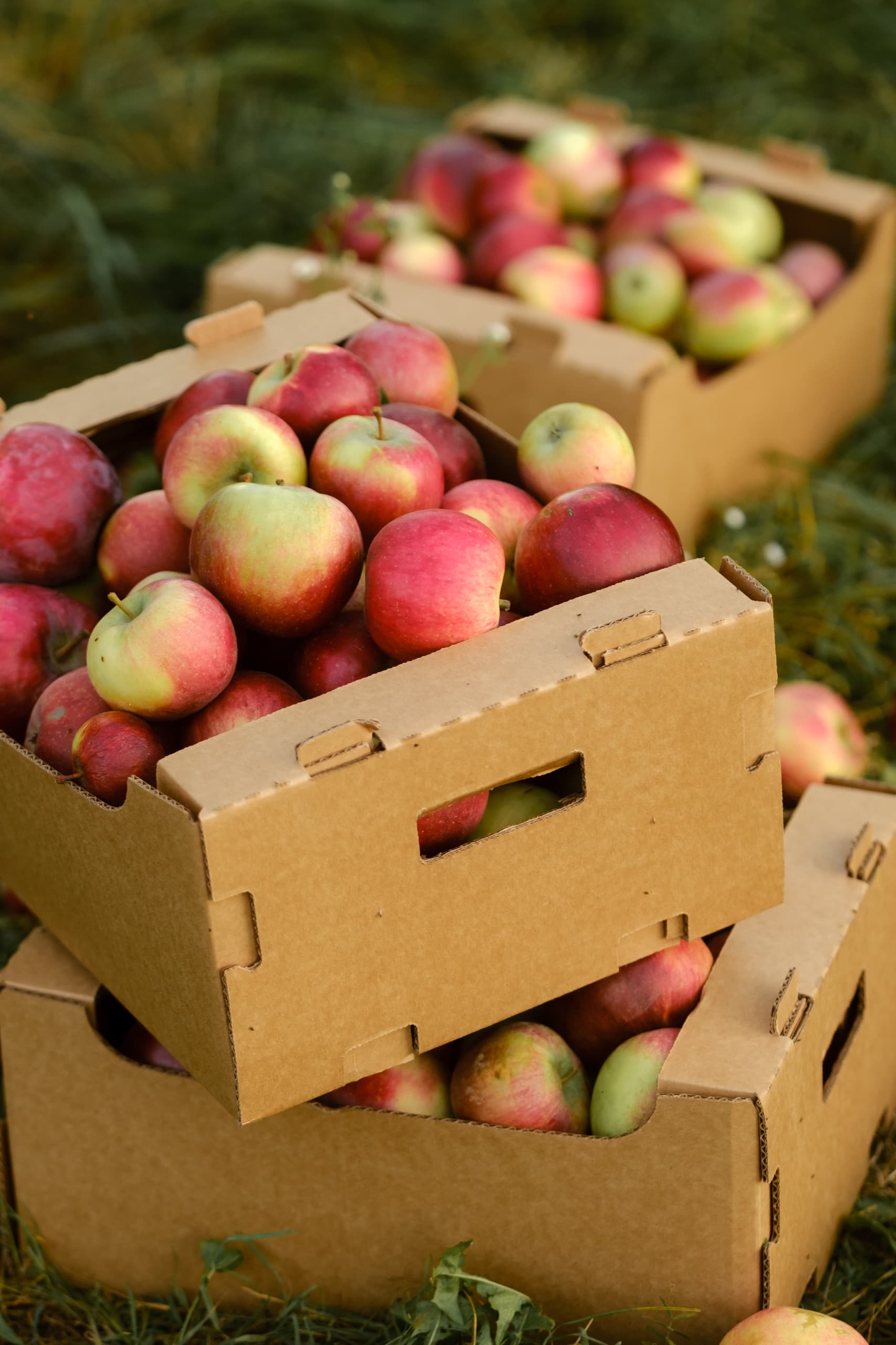 Harvest boxes